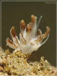 baby mimic nudi branch? by Kf Leong 